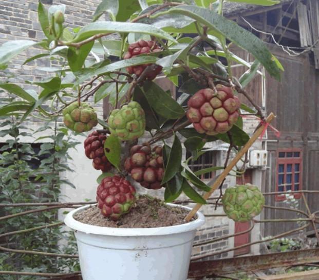 基地供應(yīng)布福娜長壽果特色種植技術(shù)栽培