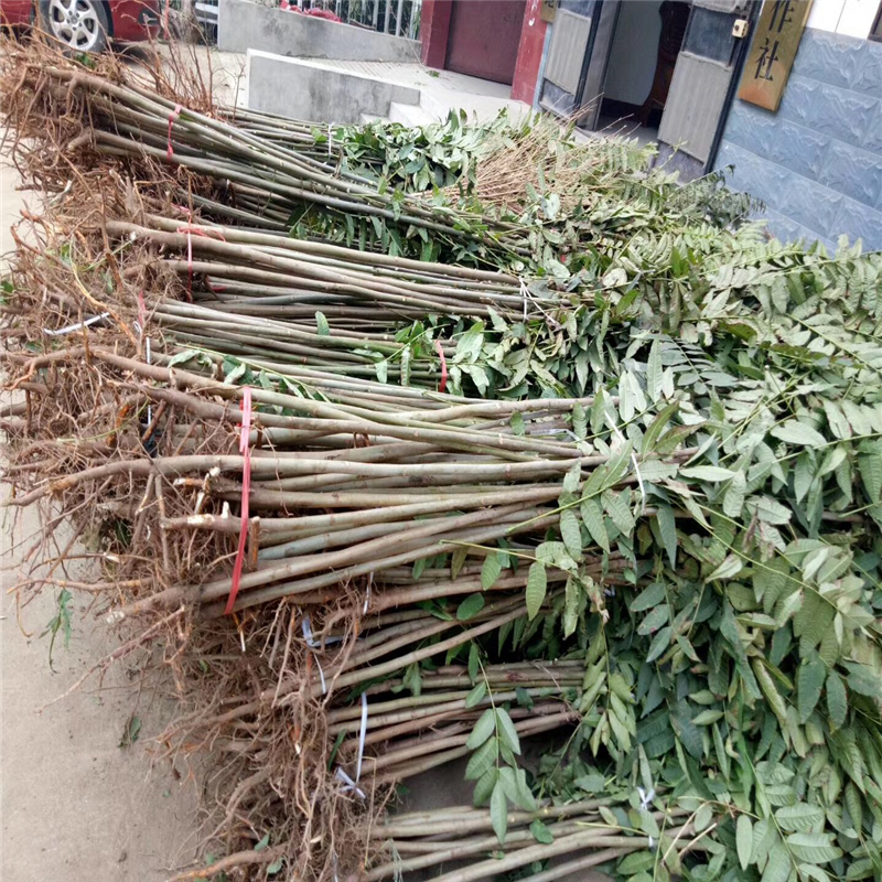 香椿苗 黑油香椿苗栽培技術(shù)  遼寧省黑油香椿苗報價