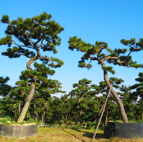 福建黑松造型樹苗 黑松造型樹苗批發(fā) 黑松造型樹苗報價 黑松造型樹苗供應(yīng)商 黑松造型樹苗供銷商