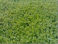 青松苗批發(fā) 青松苗基地 青松苗報價 山東青松苗 青松苗供應商