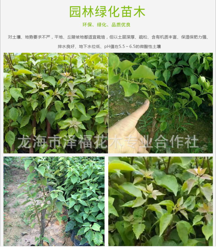 各種規(guī)格三角梅 自產(chǎn)自銷 潮汕三角梅供應(yīng)商 廣東各種三角梅報價 韶關(guān)各種三角梅價格 東莞各種三角梅直銷  各種規(guī)格三角