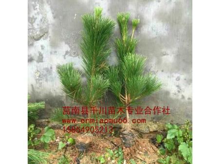 青松苗批發(fā) 青松苗基地 青松苗報價 山東青松苗 青松苗供應商