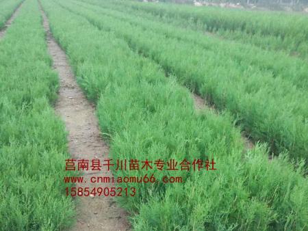 供應(yīng)15公分側(cè)柏苗 直銷(xiāo)15公分側(cè)柏苗 側(cè)柏苗基地 側(cè)柏苗種植基地 側(cè)柏苗批發(fā)