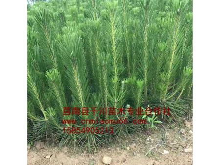 供應(yīng)大黑松樹苗 直銷大黑松樹苗 大黑松樹苗批發(fā) 大黑松樹苗基地 大黑松樹苗基地批發(fā)