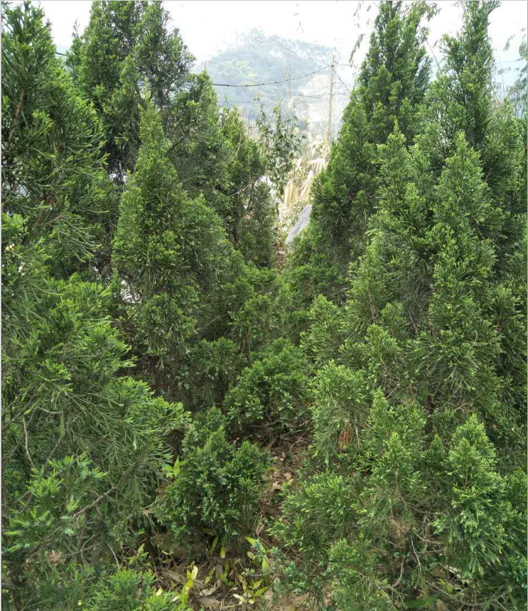 廣東塔柏報價 福建省塔柏基地 江西塔柏供應(yīng)商 浙江塔柏 供應(yīng)商 貴州塔柏供應(yīng)商