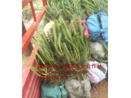 供應(yīng)大黑松樹苗 直銷大黑松樹苗 大黑松樹苗批發(fā) 大黑松樹苗基地 大黑松樹苗基地批發(fā)
