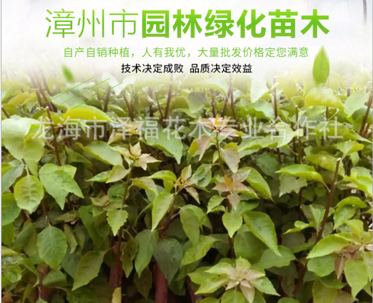 各種規(guī)格三角梅 自產(chǎn)自銷 潮汕三角梅供應(yīng)商 廣東各種三角梅報價 韶關(guān)各種三角梅價格 東莞各種三角梅直銷  各種規(guī)格三角