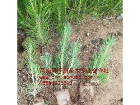 供應(yīng)30公分黑松苗 直銷30公分黑松苗 30公分黑松苗基地 30公分黑松苗批發(fā) 30公報價分黑松苗