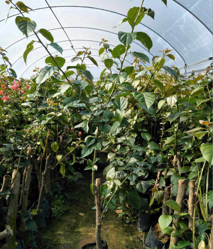 同安紅三角梅 園藝 安紅三角梅供應(yīng)商 廣東園藝三角梅報(bào)價(jià) 韶關(guān)園藝三角梅價(jià)格 廣州安紅三角梅廠家 園藝三角梅市場價(jià)