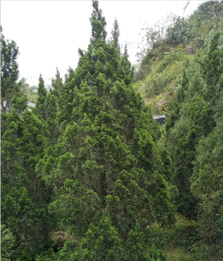 廣東塔柏報價 福建省塔柏基地 江西塔柏供應(yīng)商 浙江塔柏 供應(yīng)商 貴州塔柏供應(yīng)商