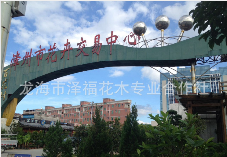 花卉市場(chǎng) 鴨腳木盆栽地栽 潮汕花卉供應(yīng)商 廣東鴨腳木報(bào)價(jià) 韶關(guān)鴨腳木價(jià)格 鴨腳木制造商 深圳鴨腳木專(zhuān)賣(mài)店 廣州花卉廠(chǎng)家