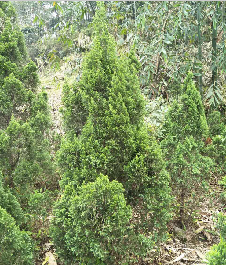 廣東塔柏報價 福建省塔柏基地 江西塔柏供應(yīng)商 浙江塔柏 供應(yīng)商 貴州塔柏供應(yīng)商