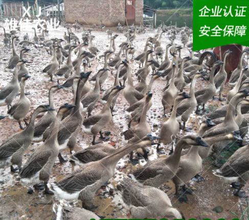 合浦獅頭鵝苗廠家 合浦獅頭鵝苗價格 合浦獅頭鵝苗電話 合浦獅頭鵝苗供應(yīng)商 合浦獅頭鵝苗批發(fā) 合浦獅頭鵝苗哪家好 合浦獅頭