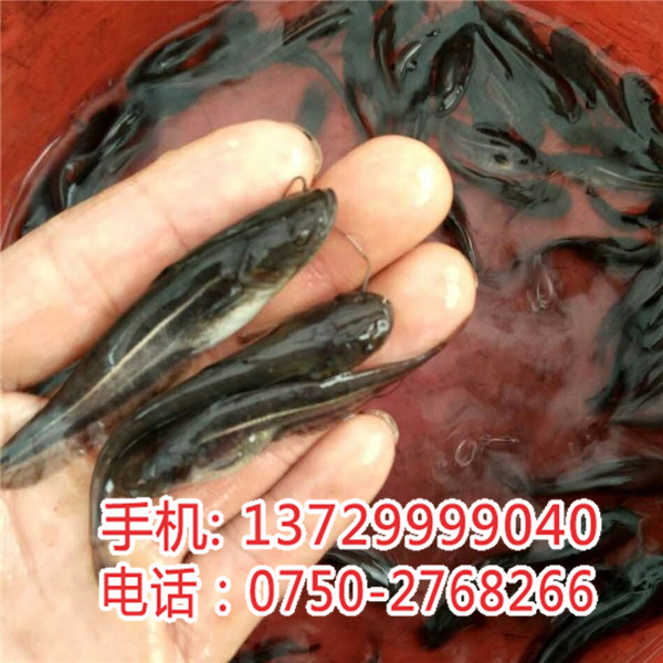 梅州淡水白鯧苗批發(fā)【明輝水產(chǎn)】