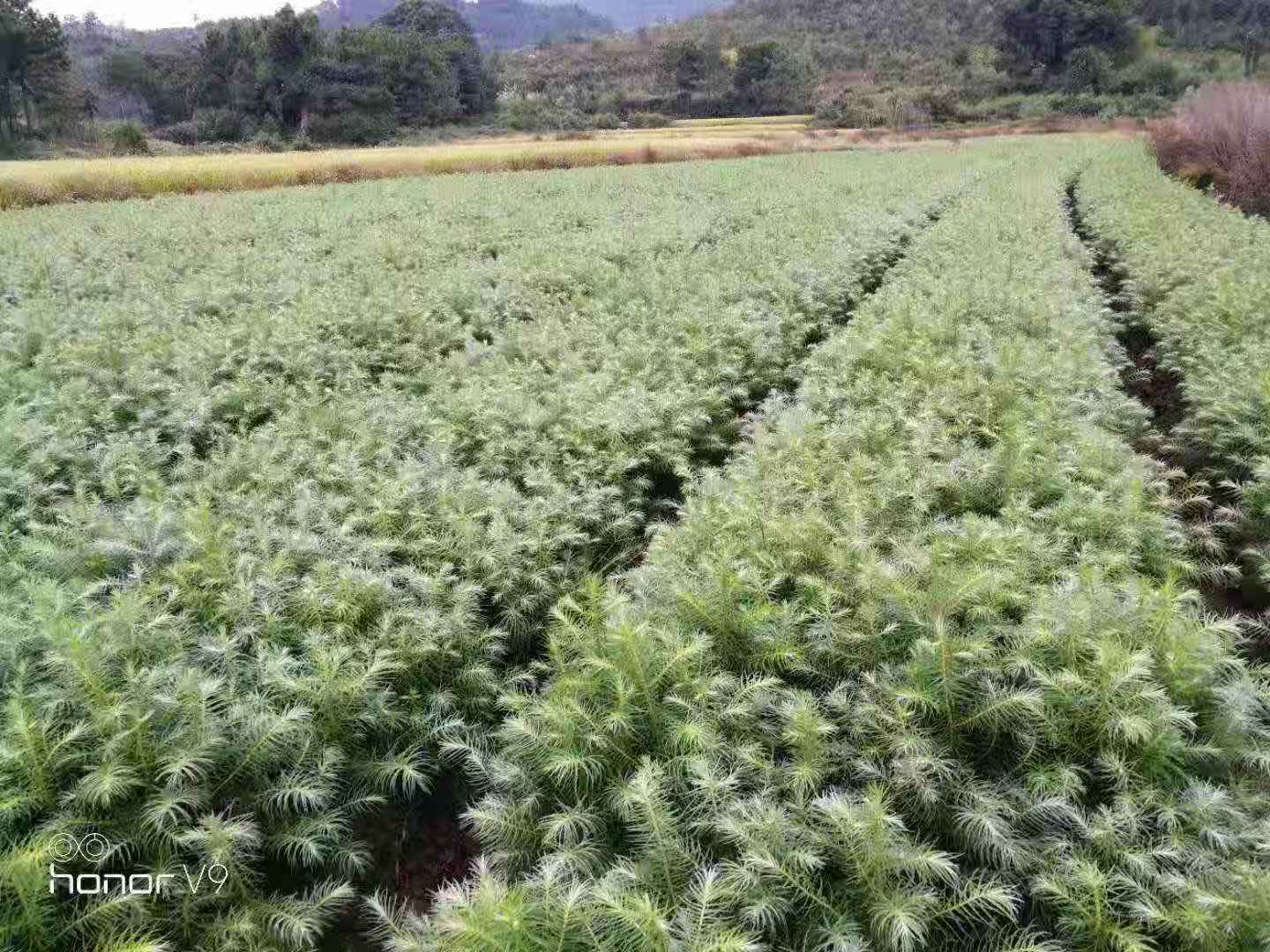 杉木苗，江西杉木苗，吉安杉木苗