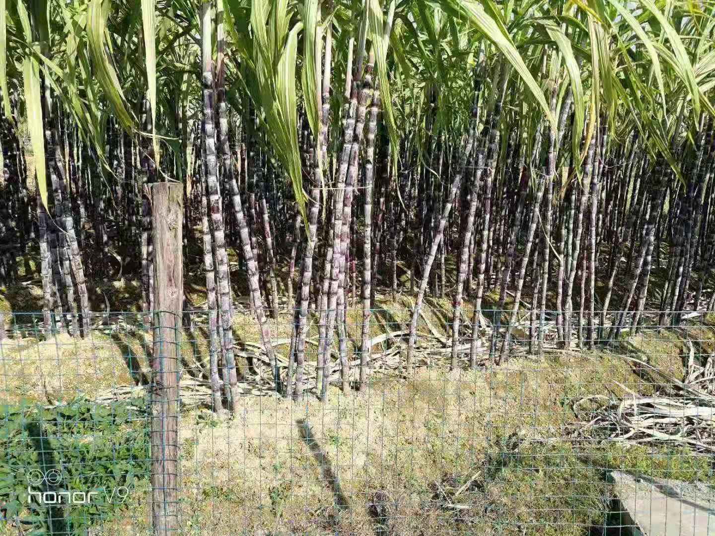 甘蔗種植基地，江西江西甘蔗種植基地，甘蔗報(bào)價(jià)