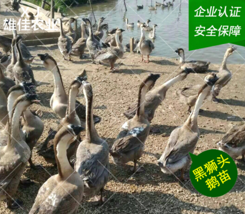 廣西獅頭鵝廠家 廣西獅頭鵝批發(fā) 廣西獅頭鵝報(bào)價(jià) 廣西獅頭鵝苗價(jià)格 廣西獅頭鵝苗哪家好 廣西獅頭鵝苗電話 廣西獅頭鵝苗商