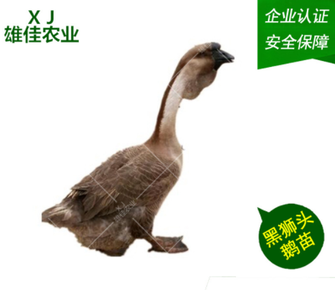 廣西獅頭鵝廠家 廣西獅頭鵝批發(fā) 廣西獅頭鵝報(bào)價(jià) 廣西獅頭鵝苗價(jià)格 廣西獅頭鵝苗哪家好 廣西獅頭鵝苗電話 廣西獅頭鵝苗商