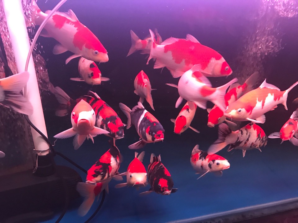 蘇州市日本錦鯉養(yǎng)殖場