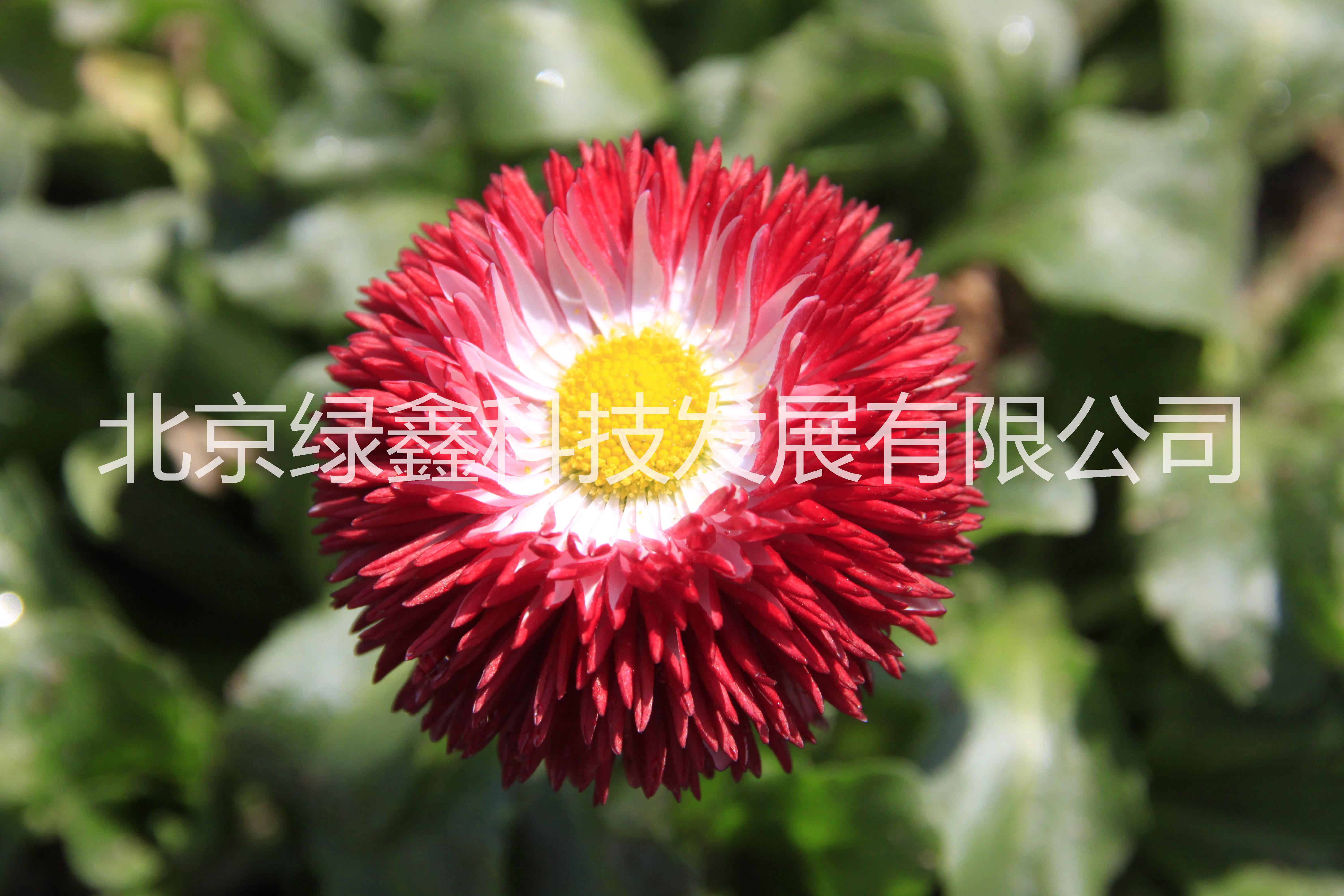 供應(yīng)LVXIN牌雛菊花種