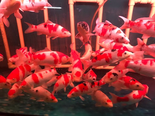 蘇州市日本錦鯉養(yǎng)殖場