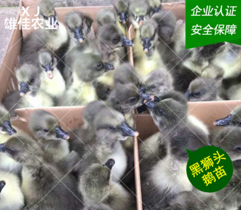 廣西獅頭鵝廠家 廣西獅頭鵝批發(fā) 廣西獅頭鵝報(bào)價(jià) 廣西獅頭鵝苗價(jià)格 廣西獅頭鵝苗哪家好 廣西獅頭鵝苗電話 廣西獅頭鵝苗商