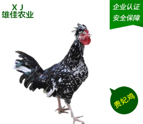 珍*苗批發(fā) 直銷珍*苗 供應(yīng)珍*苗 廣西雞苗廠家 珍* 珍*苗基地