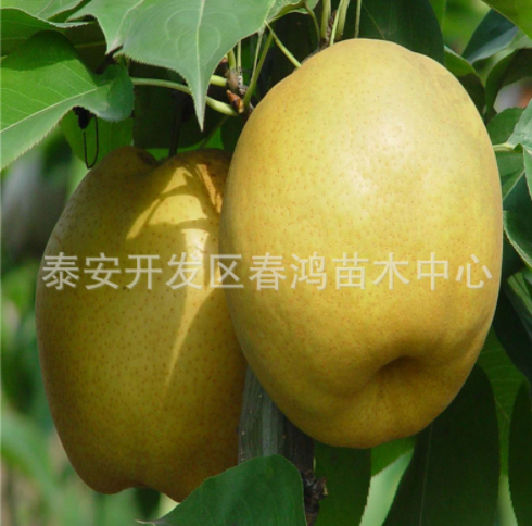 山東綠梨樹苗批發(fā)綠黃金梨樹苗0.5成苗山東苗木基地直銷