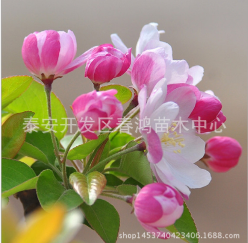 供應(yīng)西府海棠樹苗 長(zhǎng)期出售西府海棠樹苗 西府海棠樹苗批發(fā) 西府海棠樹苗基地 西府海棠樹苗報(bào)價(jià)