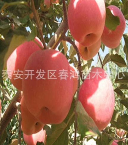 供應(yīng)蘋(píng)果苗 直銷短枝蘋(píng)果樹(shù)苗 蘋(píng)果苗繁育基地 嫁接蘋(píng)果苗 紅富士蘋(píng)果苗