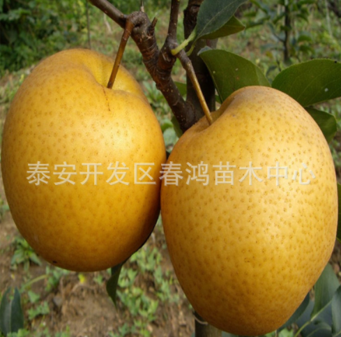 山東綠梨樹苗批發(fā)綠黃金梨樹苗0.5成苗山東苗木基地直銷