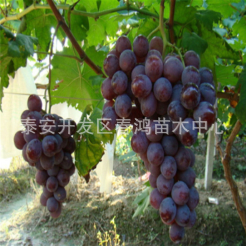 供應嫁接葡萄苗 直銷嫁接葡萄苗 優(yōu)質(zhì)葡萄苗 葡萄苗批發(fā) 葡萄苗價格