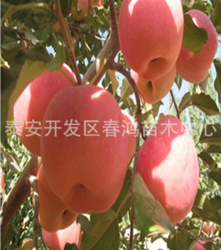 3公分矮化蘋果樹 嫁接富士果樹 供應(yīng)蘋果樹 蘋果樹批發(fā) 蘋果樹報(bào)價(jià)