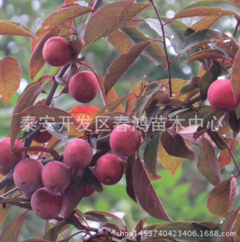 速生紫葉李綠化苗 嫁接紫葉李綠化苗 6公分濕地綠化工程苗 彩色風景樹 苗圃直銷