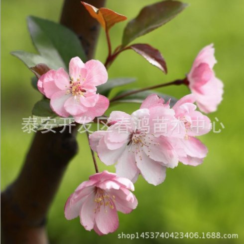 供應(yīng)西府海棠樹苗 長(zhǎng)期出售西府海棠樹苗 西府海棠樹苗批發(fā) 西府海棠樹苗基地 西府海棠樹苗報(bào)價(jià)