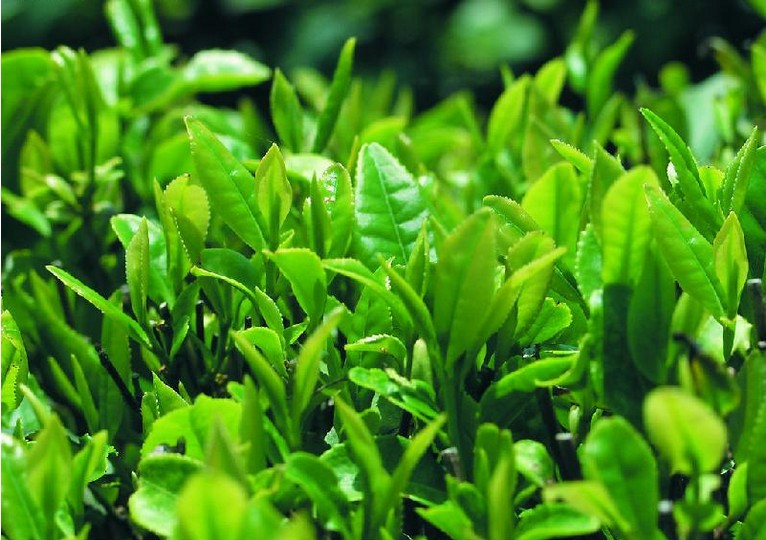 廣州綠茶綠茶市場(chǎng)茶葉白毛茶分析 韶關(guān)綠茶 綠茶市場(chǎng) 茶葉白毛茶