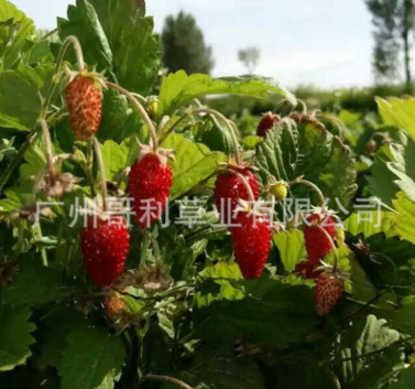 草莓種子 草莓種子報價 草莓種子批發(fā) 草莓種子供應商 草莓種子哪家好 草莓種子電話
