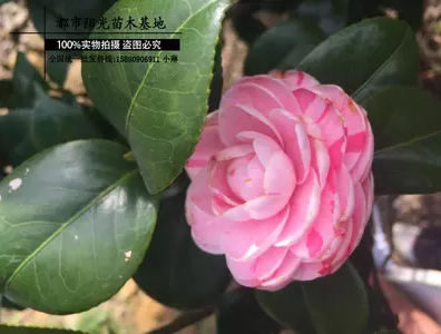 五彩茶花 彩茶花報(bào)價(jià) 五彩茶花批發(fā) 五彩茶花供應(yīng)商 五彩茶花哪家好 五彩茶花電話