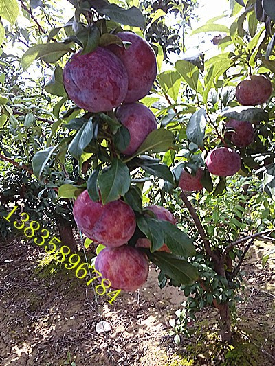黒霸王李子樹苗價格山西果樹苗基地批發(fā)黒霸王李子樹苗