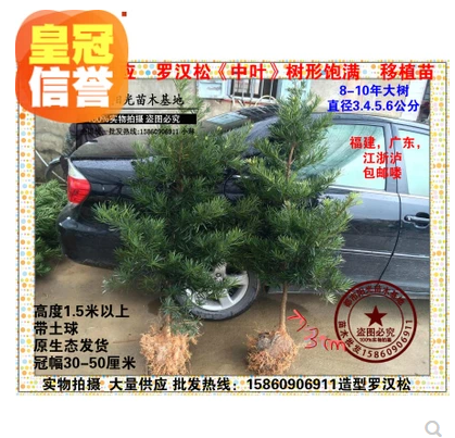 羅漢松大樹 羅漢松大樹報(bào)價(jià) 羅漢松大樹批發(fā) 羅漢松大樹供應(yīng)商羅漢松大樹哪家好 羅漢松大樹電話