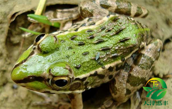 青蛙養(yǎng)殖實際利潤