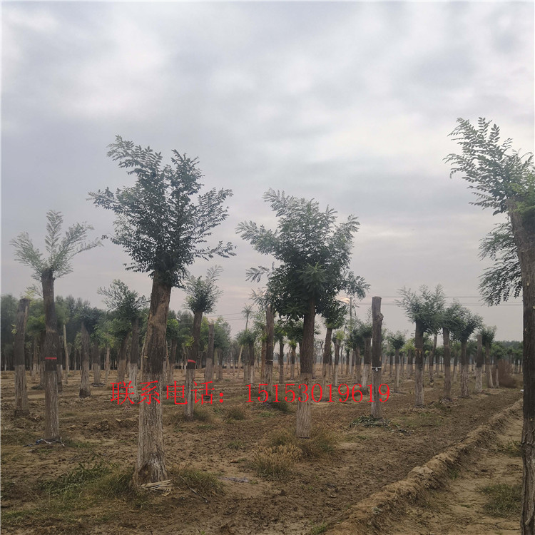 山東國槐種植基地 廠家種植國槐 嫁接國槐*國槐銷售價格