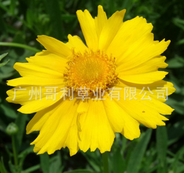 金雞菊種子 金雞菊種子報(bào)價(jià) 金雞菊種子批發(fā) 金雞菊種子供應(yīng)商 金雞菊種子哪家好 金雞菊種子電話