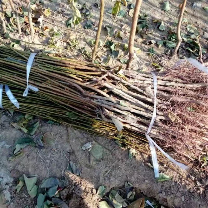 永蓮蜜桃桃樹苗多少錢一株  青海省永蓮蜜桃桃樹苗報價