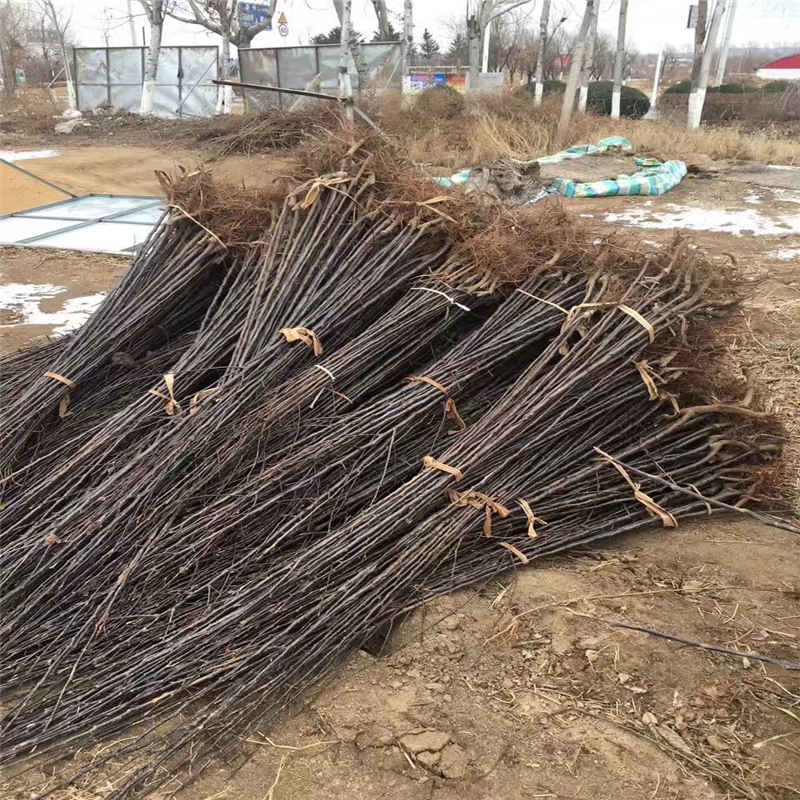 中間砧木矮化蘋果苗多少錢一株  云南省中間砧木矮化蘋果苗價(jià)格