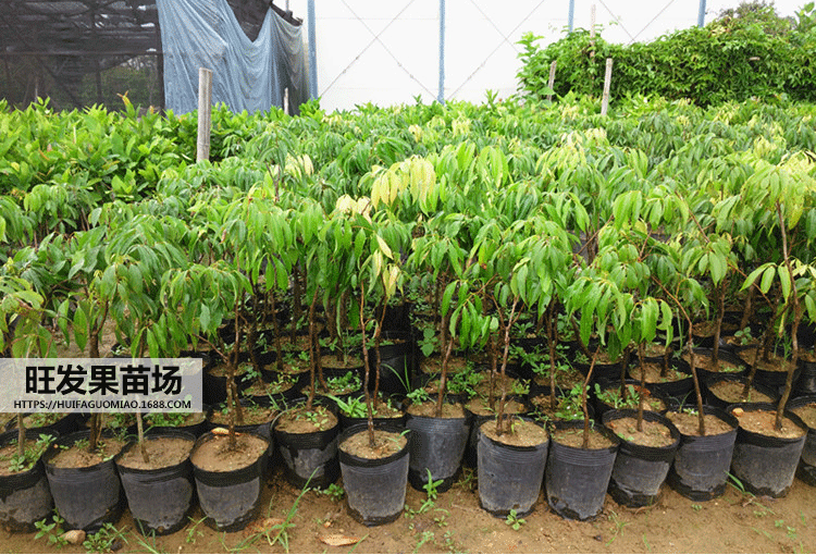 無核荔枝苗  優(yōu)質(zhì)嫁接苗新品種無核荔枝果樹苗  無核荔枝苗