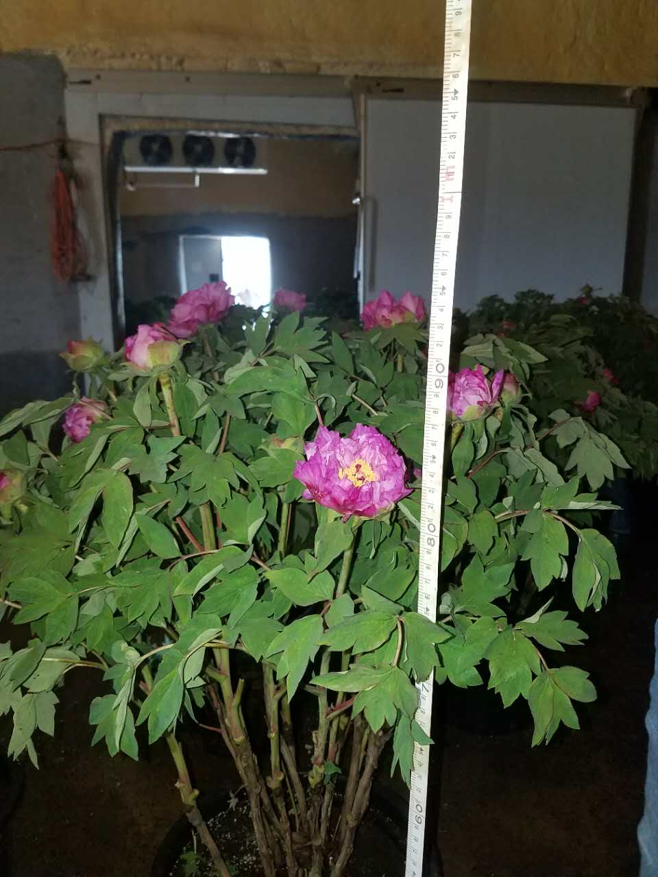 春節(jié)催花牡丹、*盆栽牡丹、室內(nèi)觀賞牡丹