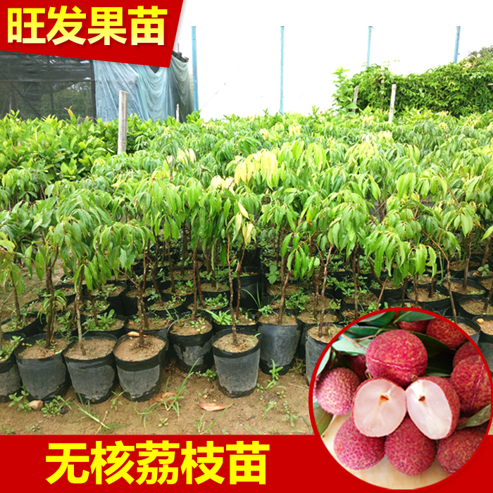 無核荔枝苗  優(yōu)質(zhì)嫁接苗新品種無核荔枝果樹苗  無核荔枝苗