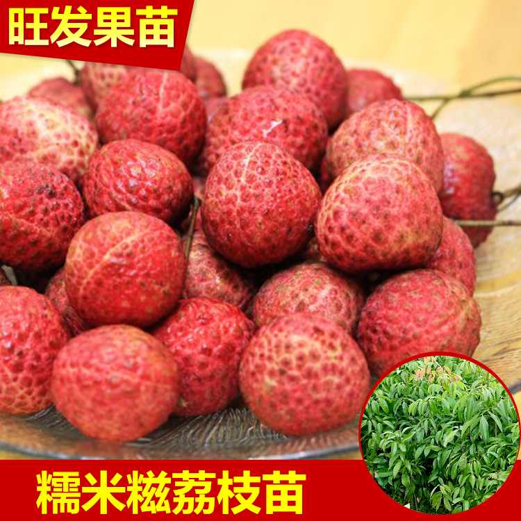 大量供應(yīng)*糯米糍荔枝苗 荔枝苗 核小肉多糯米糍荔枝苗