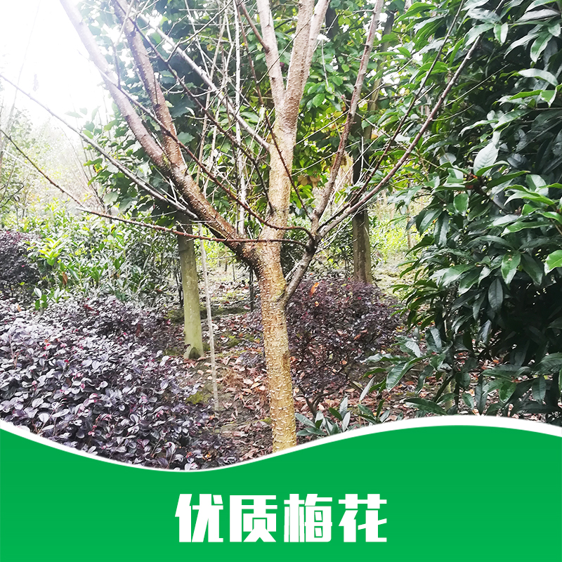 梅花 梅花批發(fā) 梅花嫁接 梅花樹苗 梅花嫁接 廠家直銷 品質(zhì)保障